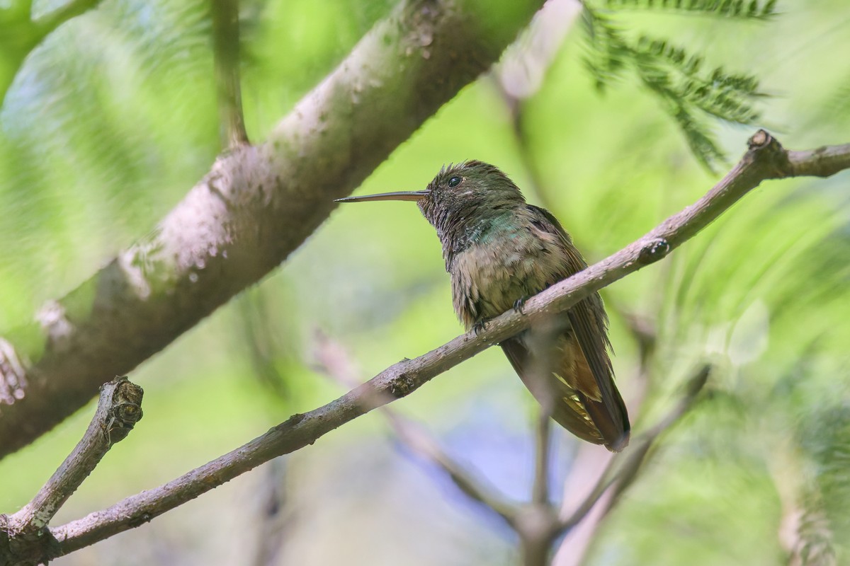 Berylline Hummingbird - ML646122666