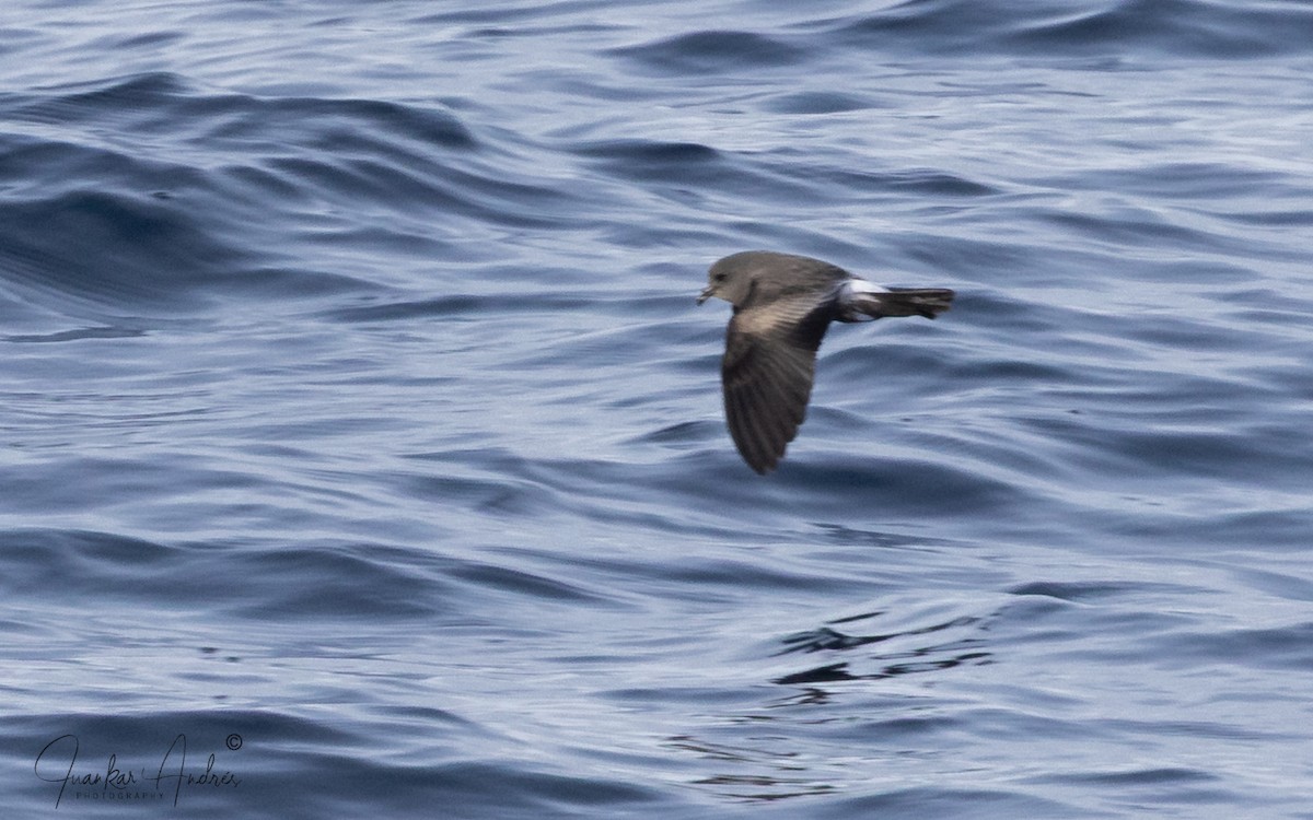 Качурка північна - ML646122667