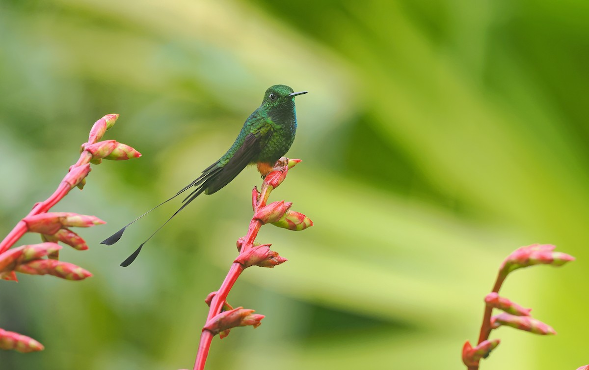 Peruvian Racket-tail - ML646122668