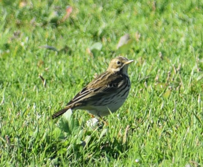 Meadow Pipit - ML646122672