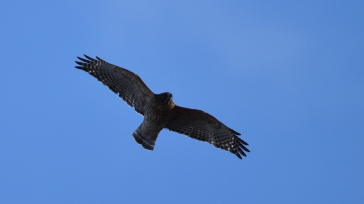 Rundschwanzhabicht - ML646122675