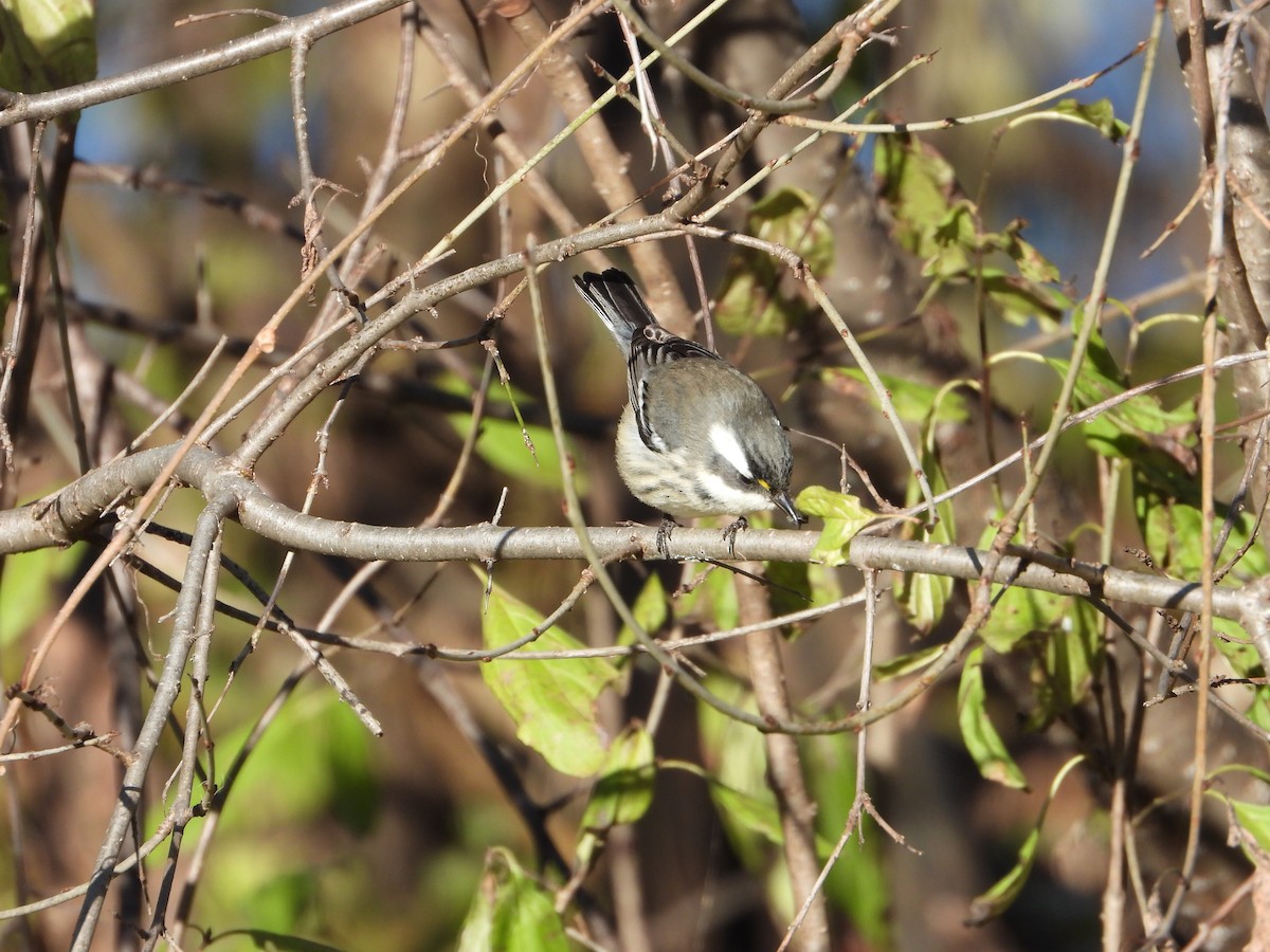 Black-throated Gray Warbler - ML646122680