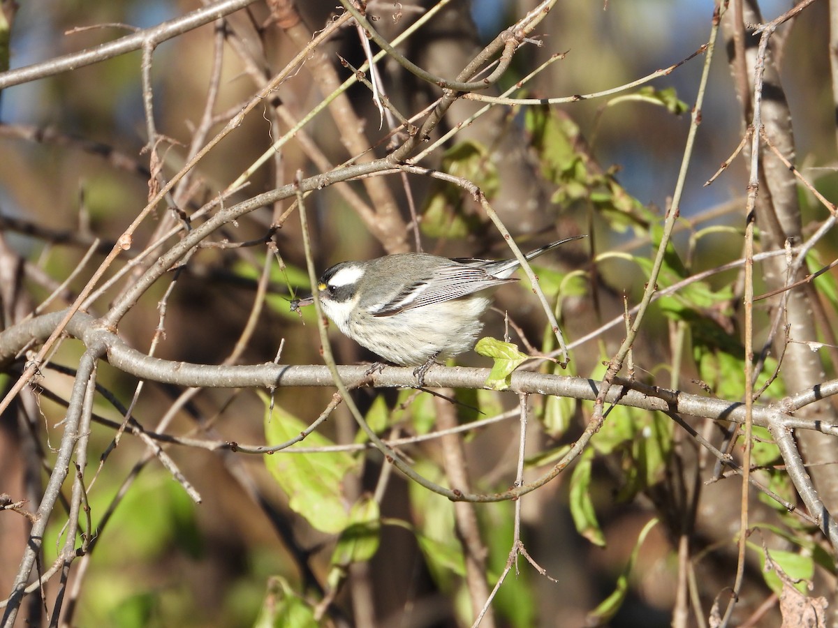 Black-throated Gray Warbler - ML646122681
