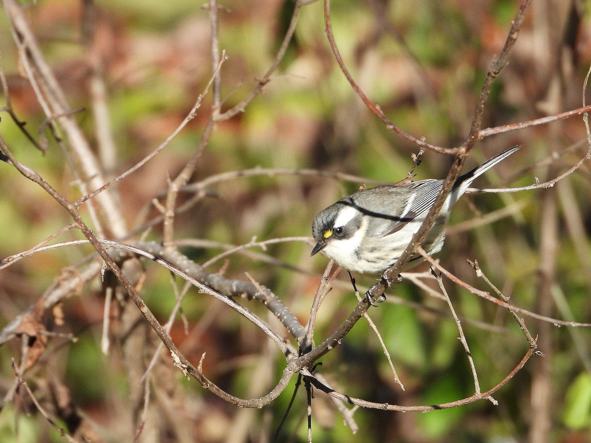 Black-throated Gray Warbler - ML646122685