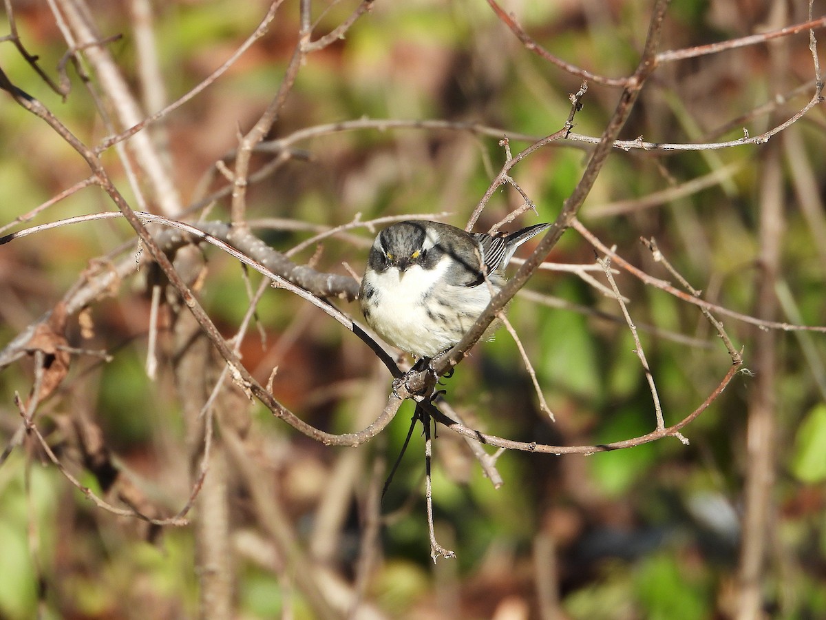 Black-throated Gray Warbler - ML646122686