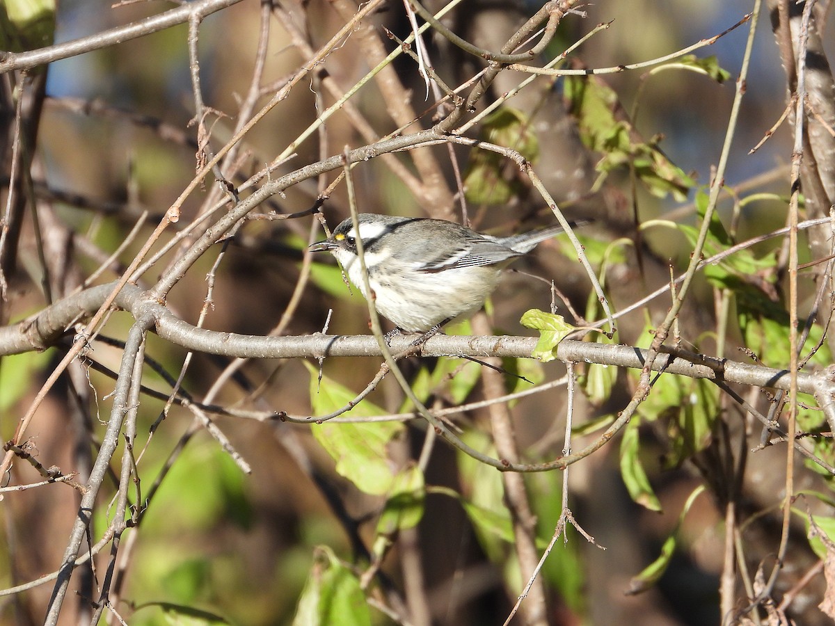Black-throated Gray Warbler - ML646122687