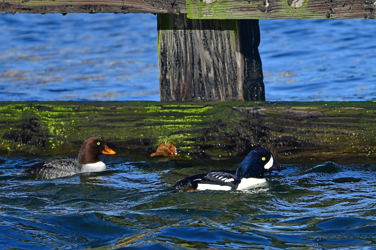 עבראש איסלנדי - ML646122689