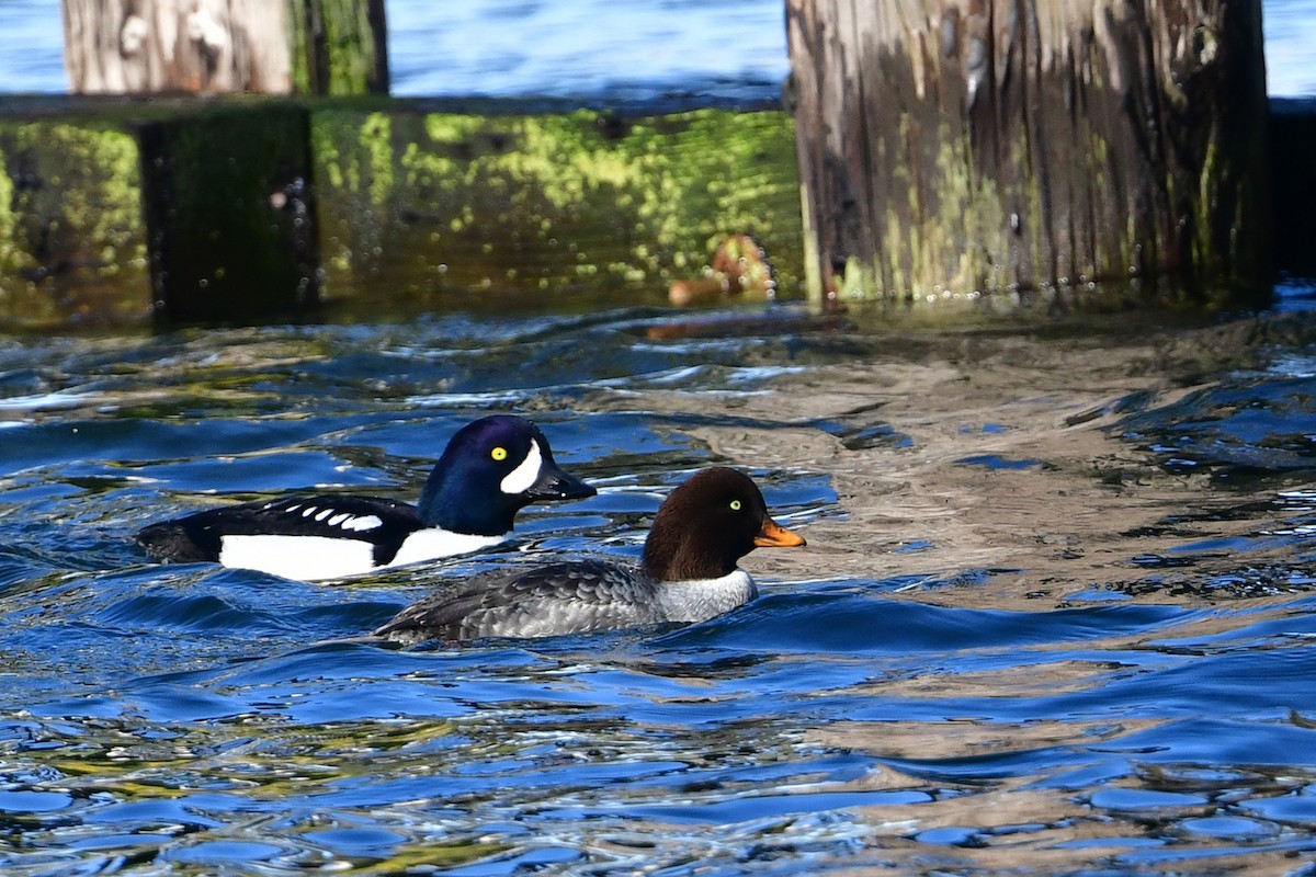 עבראש איסלנדי - ML646122690
