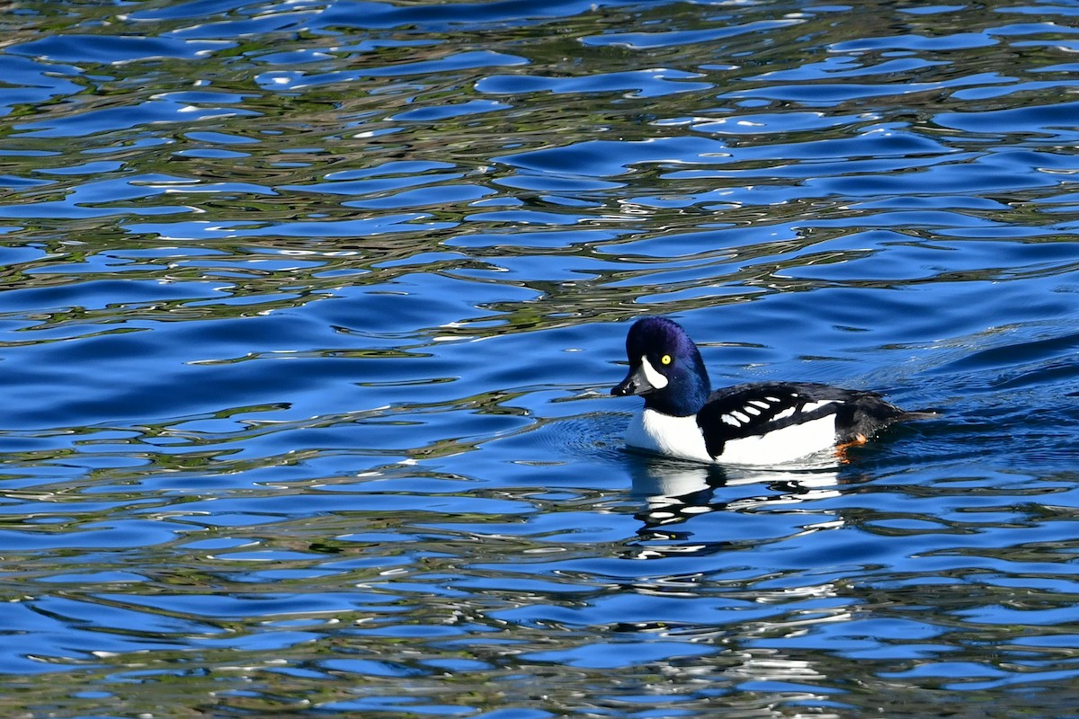 עבראש איסלנדי - ML646122692