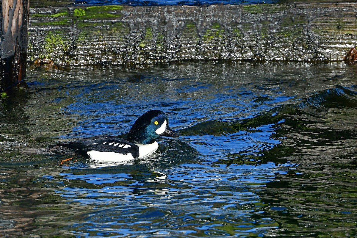 עבראש איסלנדי - ML646122693