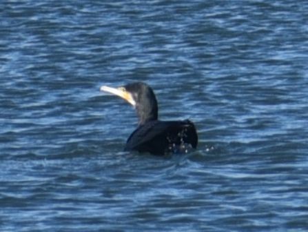 Great Cormorant - ML646122696