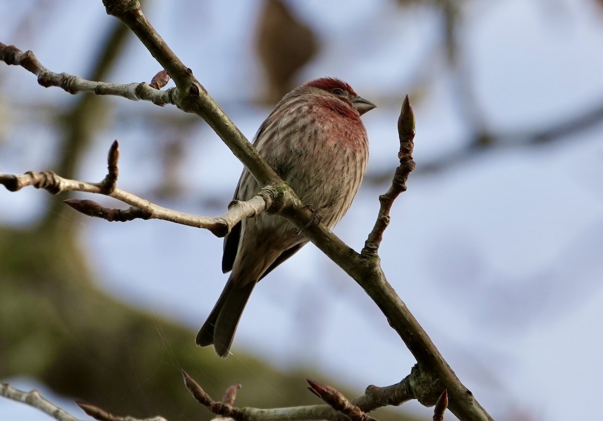 House Finch - ML646122717