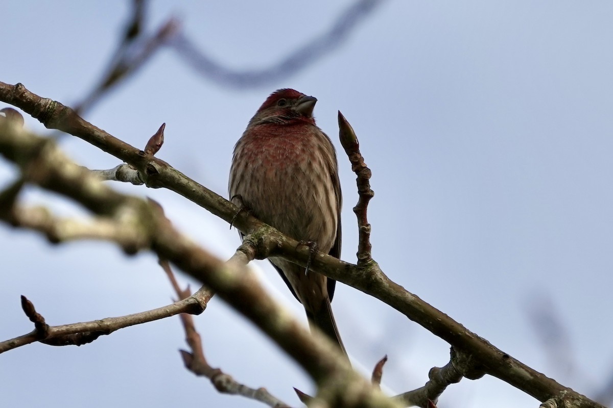 House Finch - ML646122718
