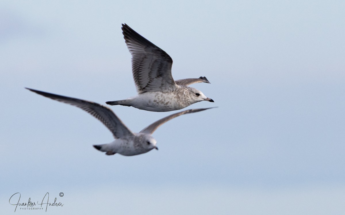 Мартин сивий - ML646122719