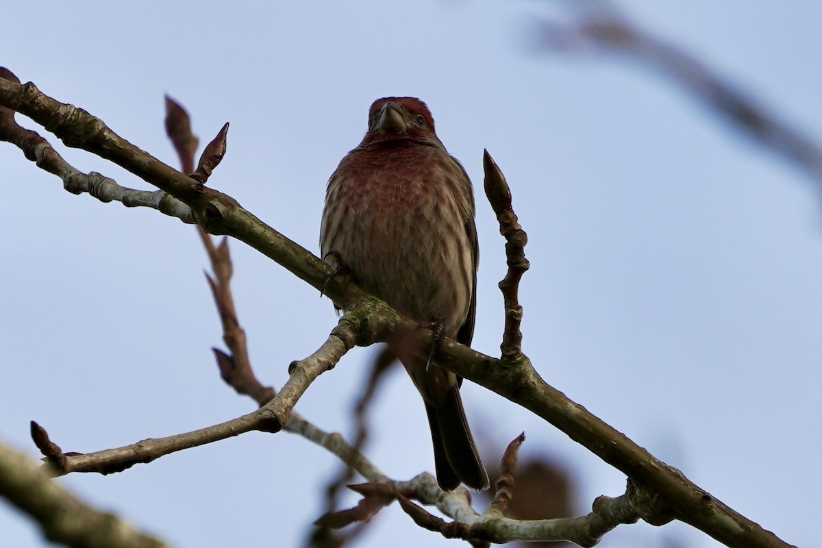 House Finch - ML646122720