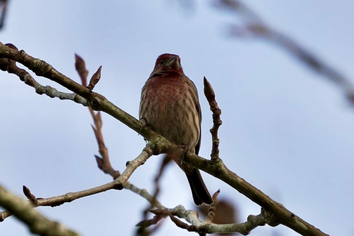 House Finch - ML646122721