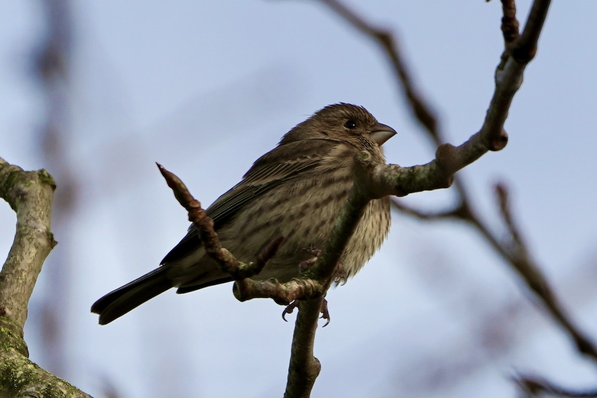 House Finch - ML646122722