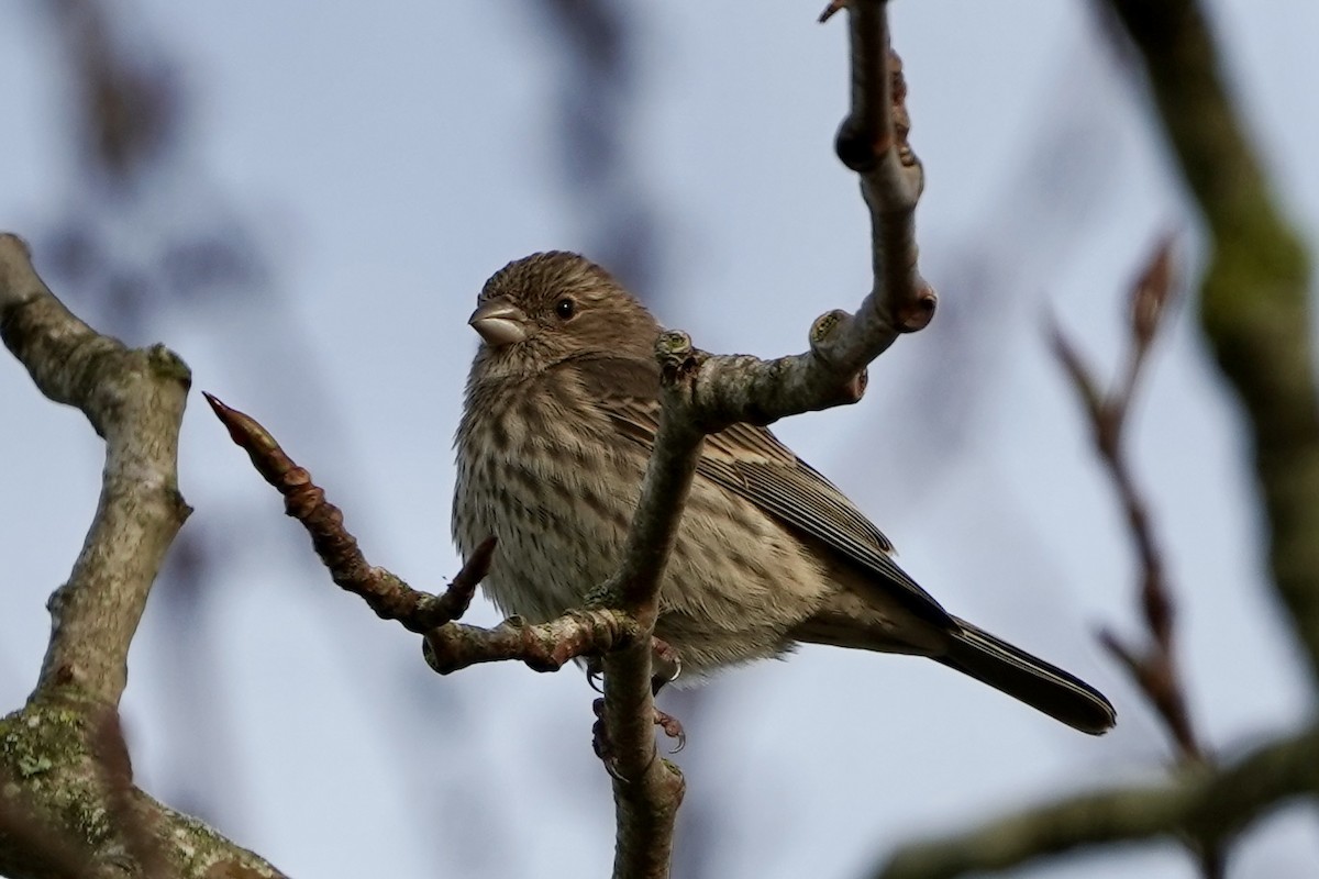 House Finch - ML646122723