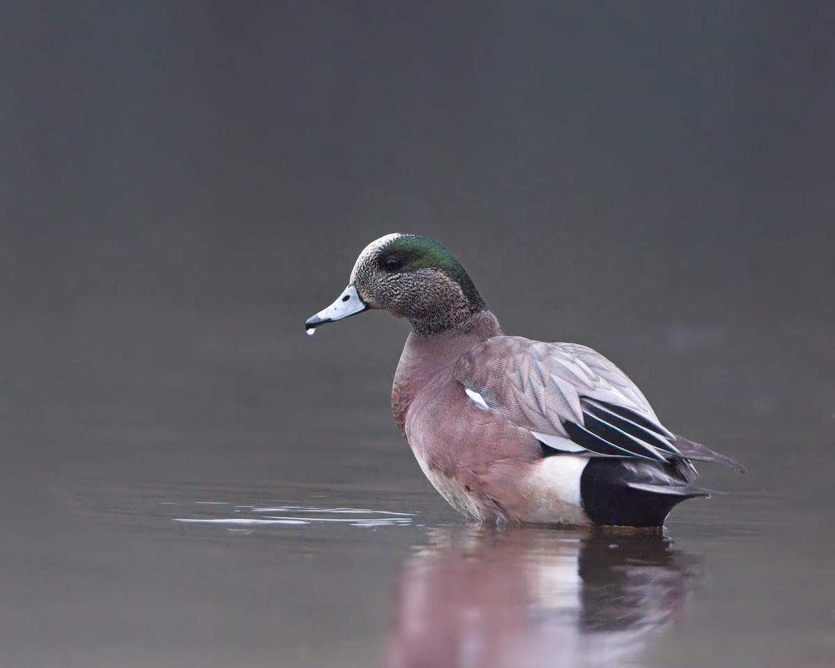 American Wigeon - ML646122730