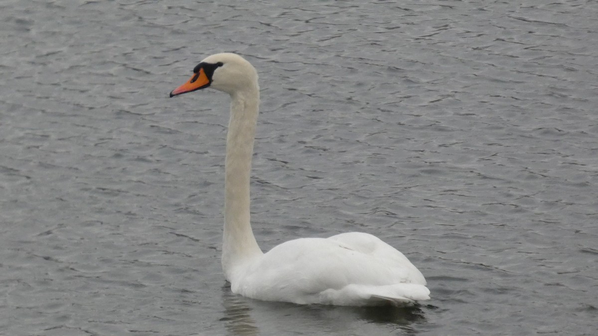 Cygne tuberculé - ML646122735