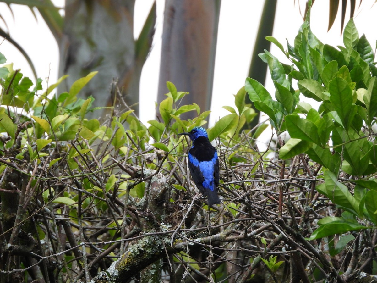 Red-legged Honeycreeper - ML646122739