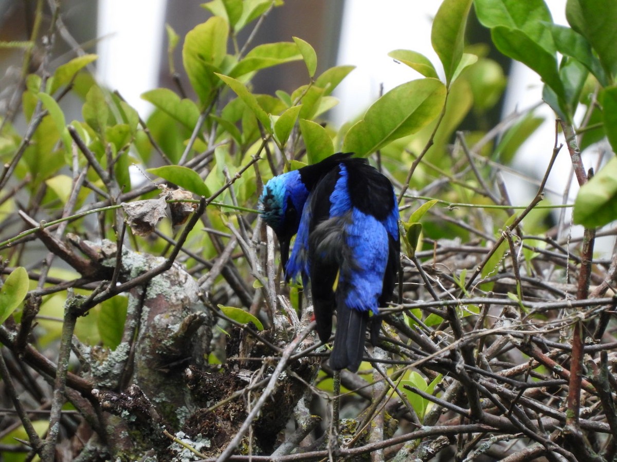 Red-legged Honeycreeper - ML646122740