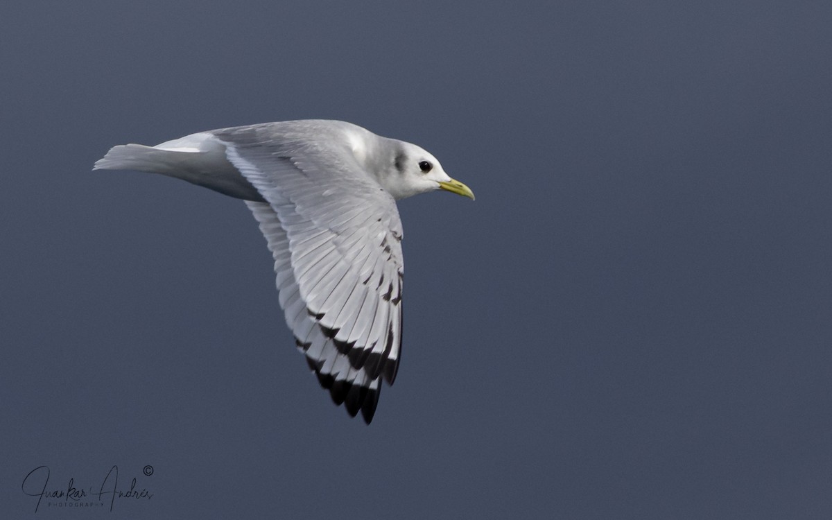 Мартин трипалий - ML646122741