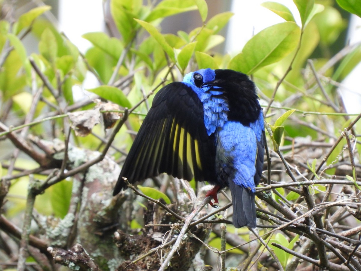 Red-legged Honeycreeper - ML646122742