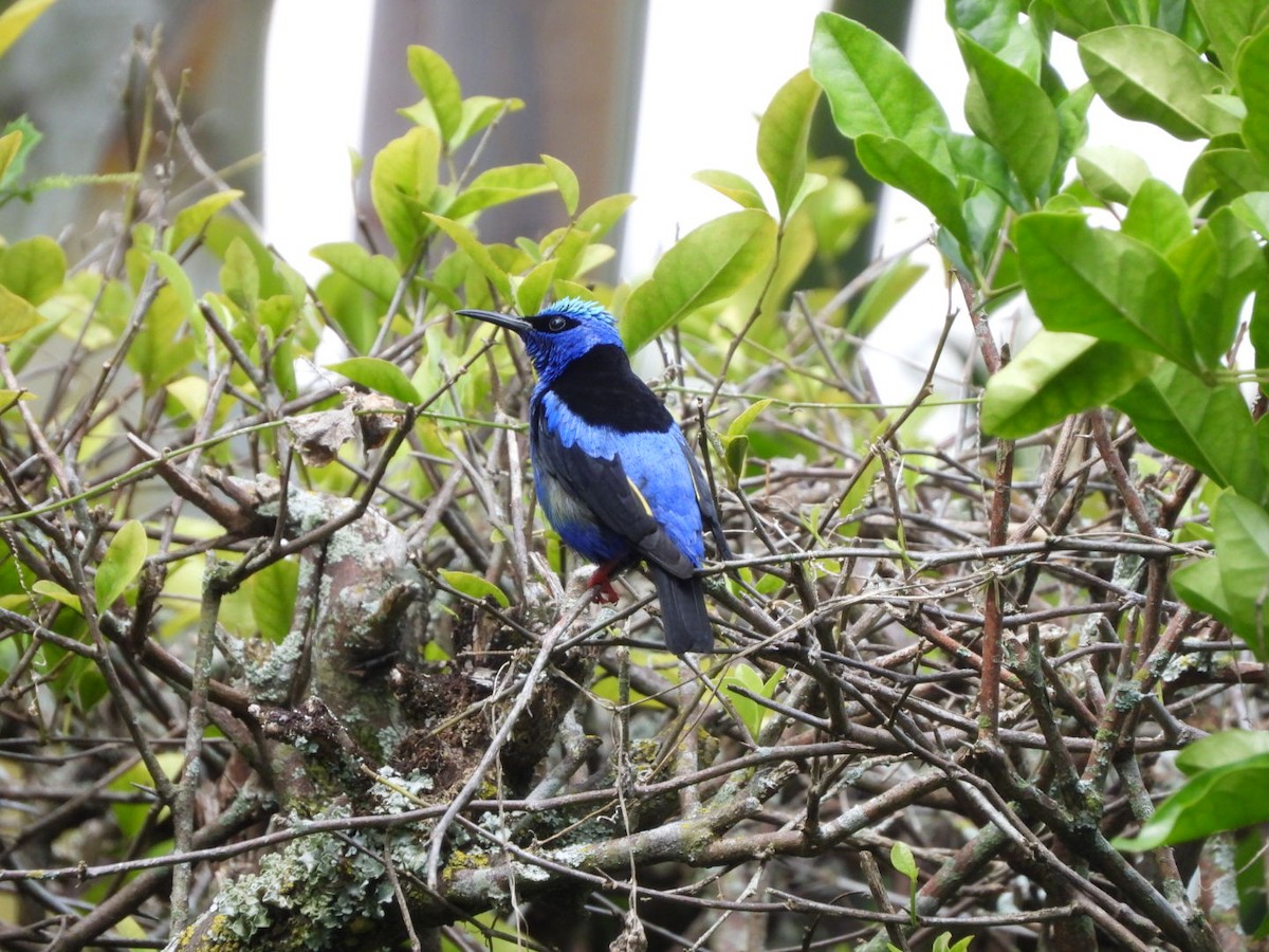 Red-legged Honeycreeper - ML646122743