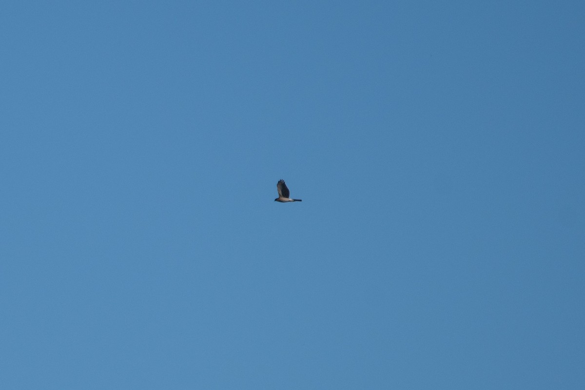 Rundschwanzhabicht - ML646122748