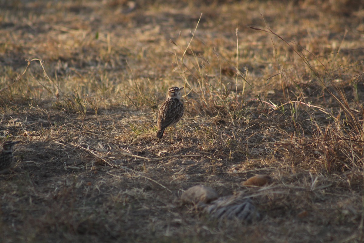 Short-tailed Lark - ML646122749