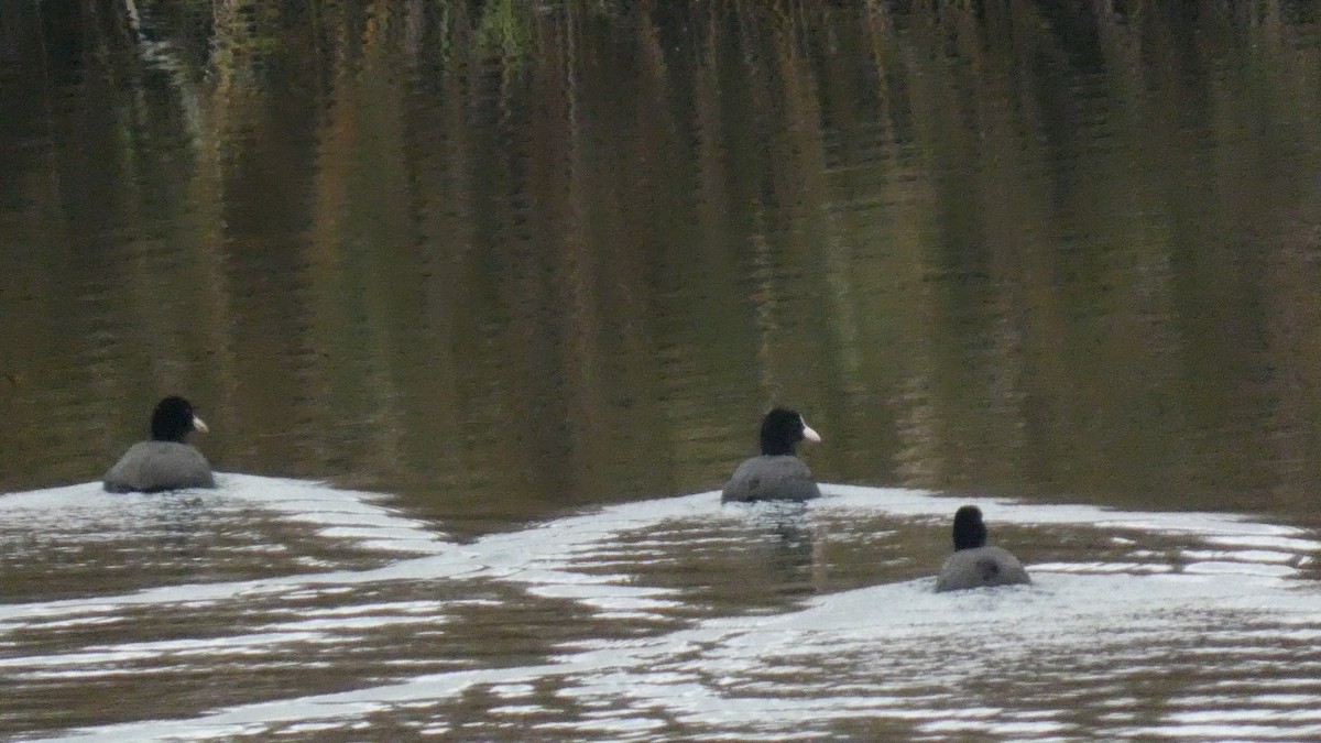 オオバン - ML646122750