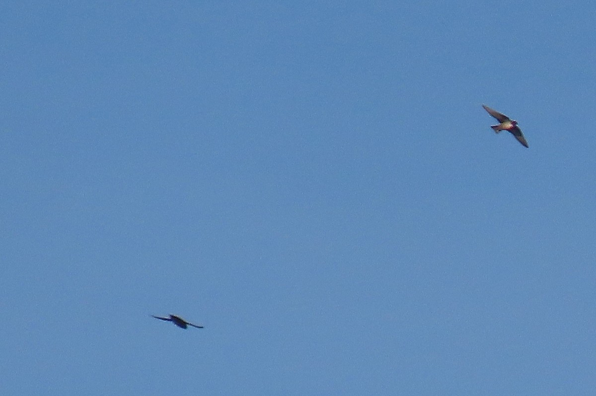 Eurasian Crag-Martin - ML646122751