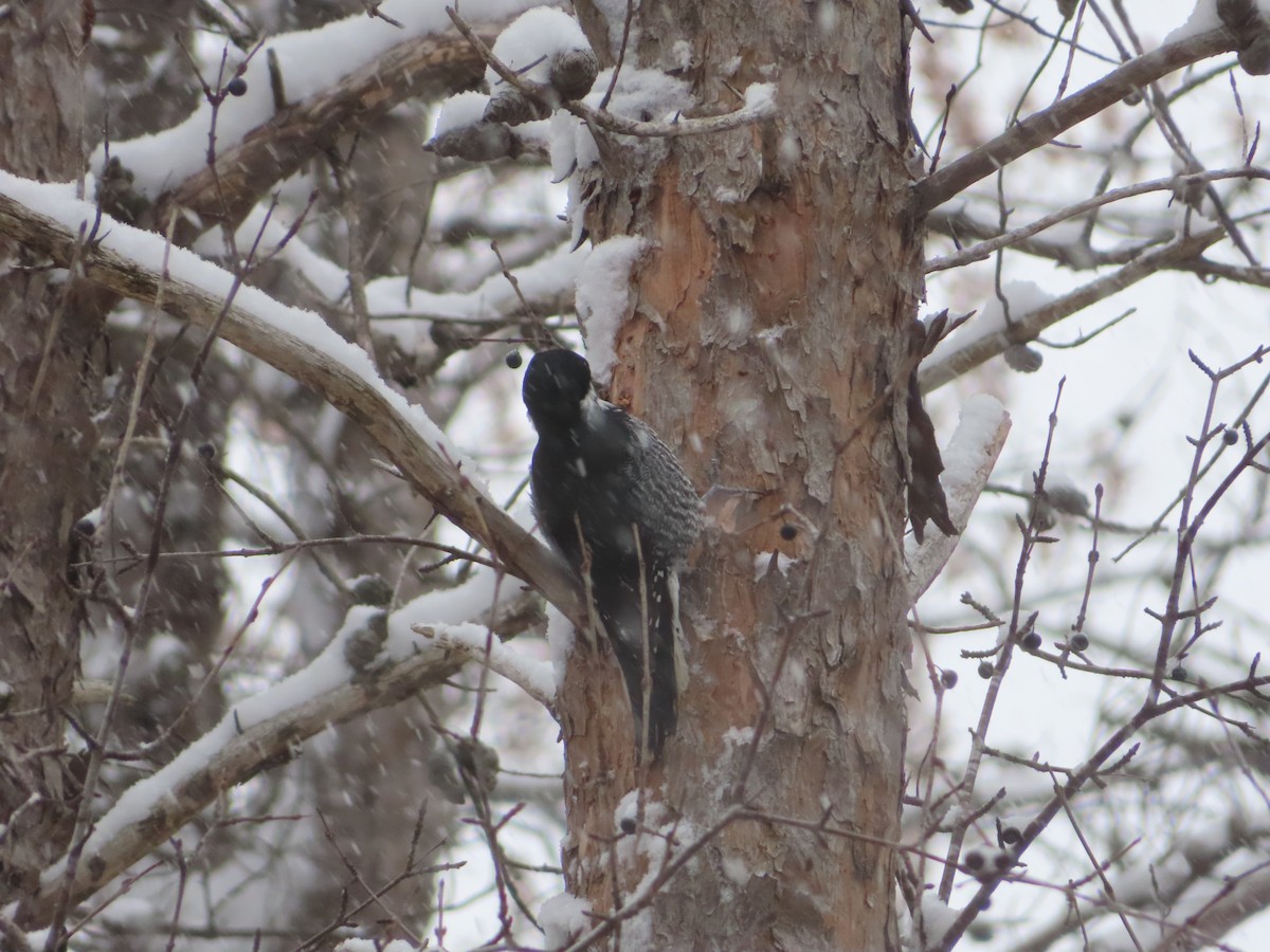 Black-backed Woodpecker - ML646122755