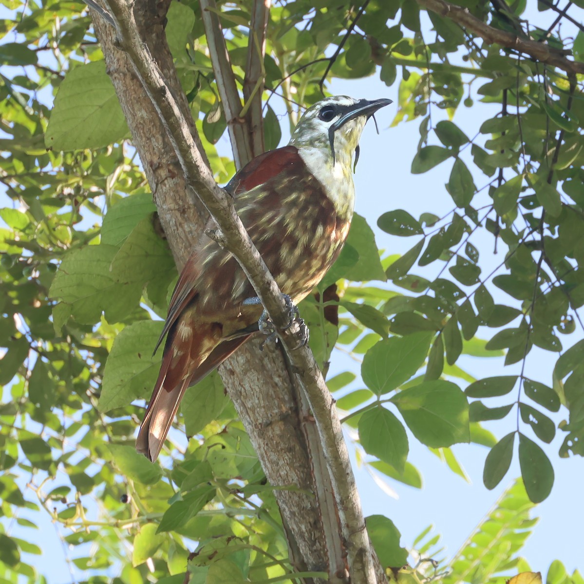 Three-wattled Bellbird - ML646122758