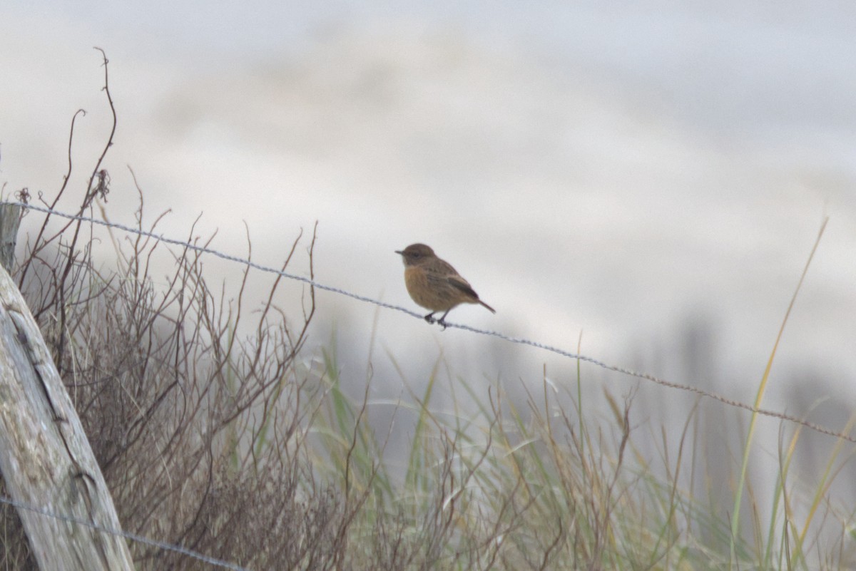 svartstrupe - ML646122761