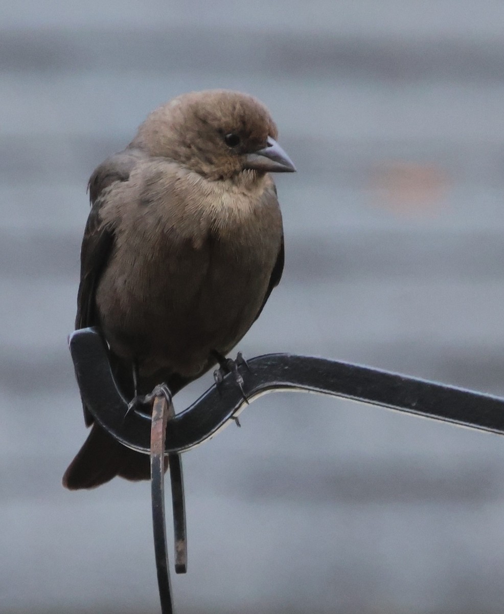 שחרורית חומת-ראש - ML646122763