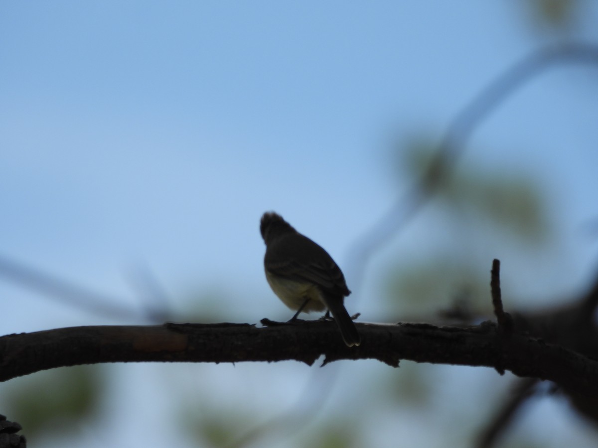 Northern Beardless-Tyrannulet (Northern) - ML646122766