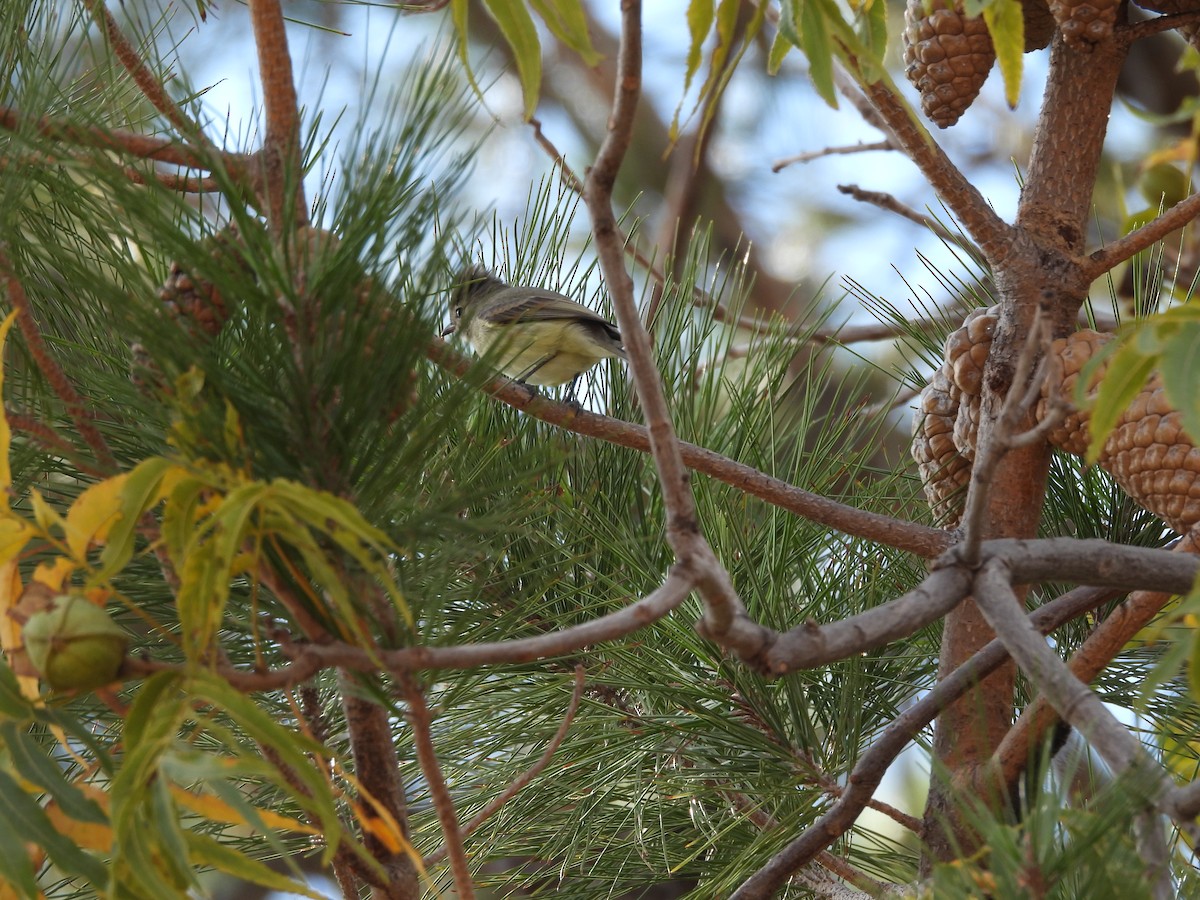 Northern Beardless-Tyrannulet (Northern) - ML646122767