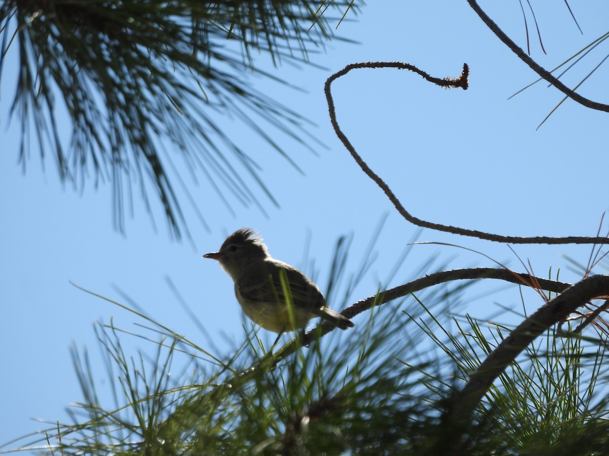 Northern Beardless-Tyrannulet (Northern) - ML646122768