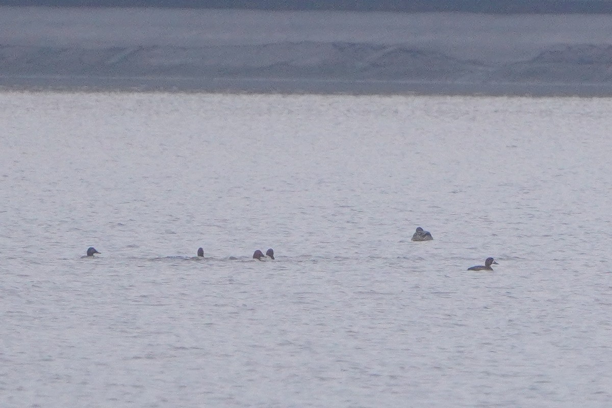 Greater Scaup - ML646122769