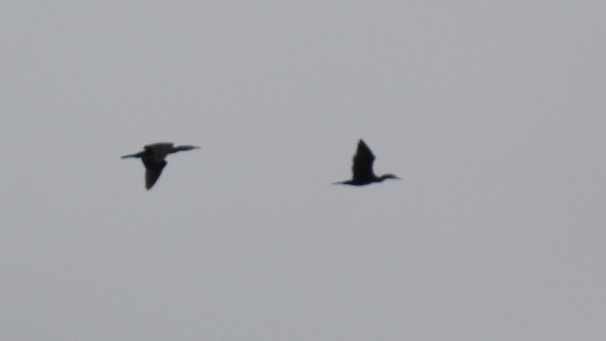 カワウ - ML646122772