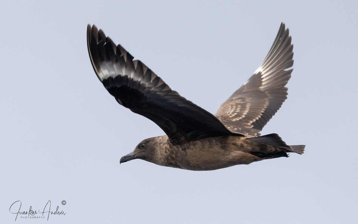 Great Skua - ML646122782