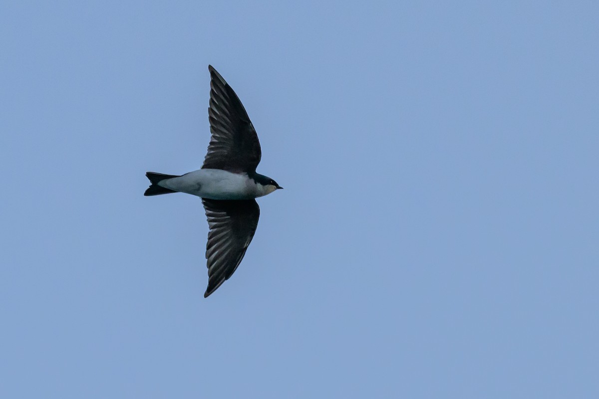 Tree Swallow - ML646122785