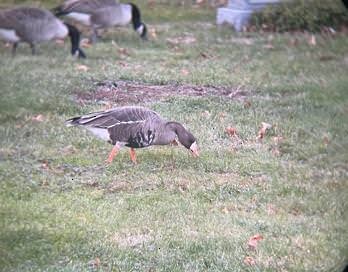 Greater White-fronted Goose - ML646122786