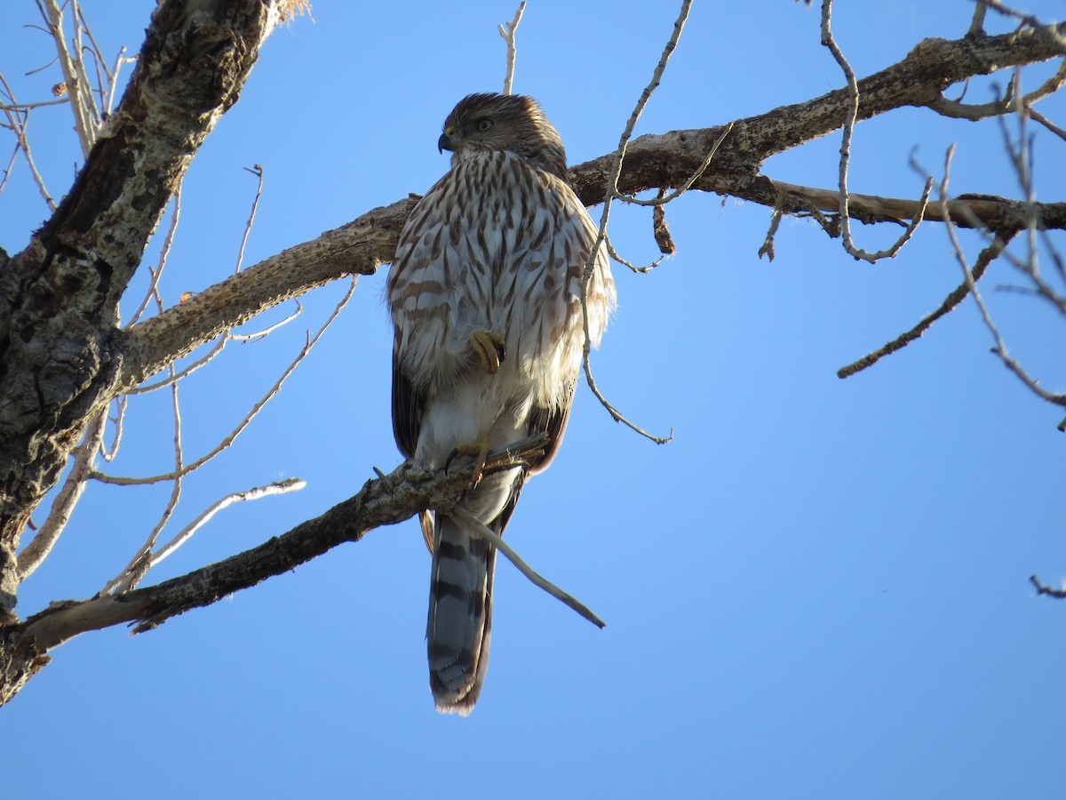 Rundschwanzhabicht - ML646122795