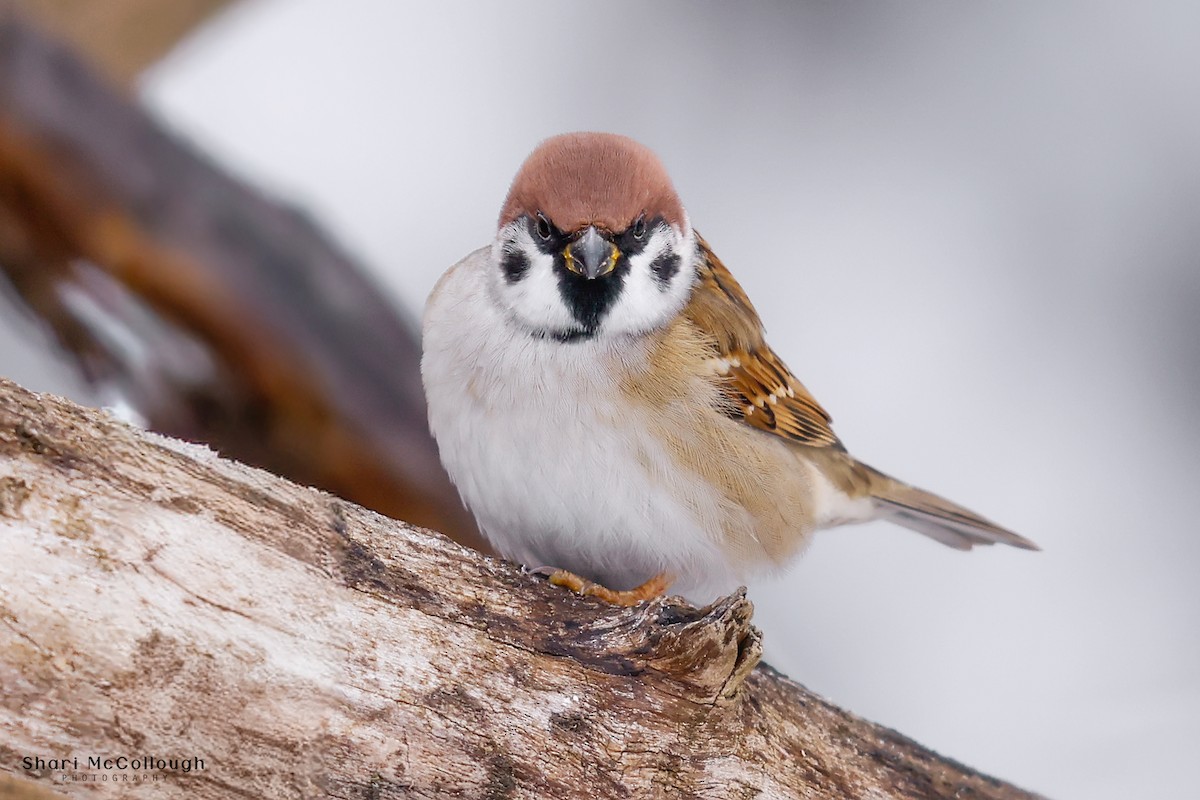 Eurasian Tree Sparrow - ML646122801