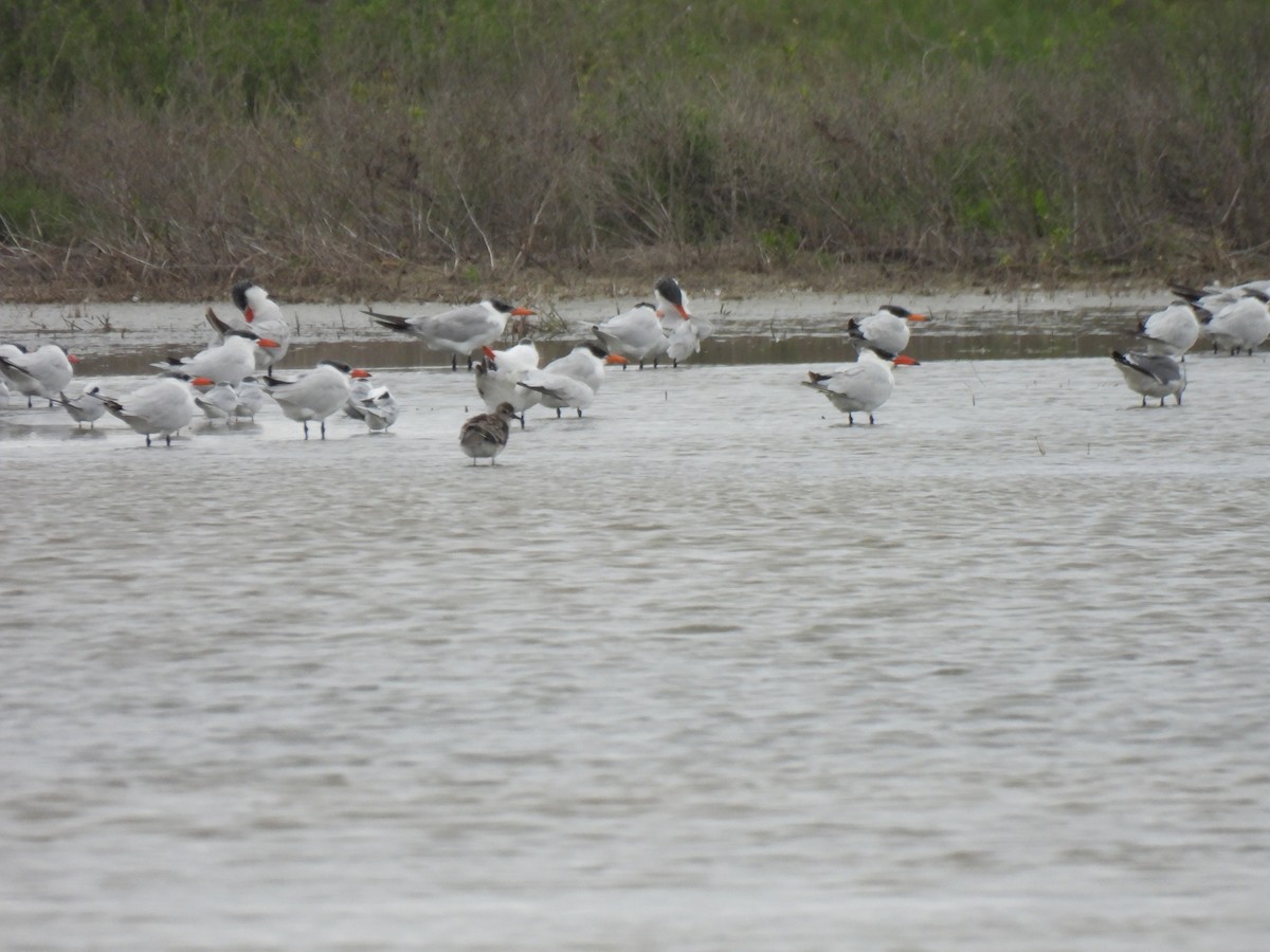 Caspian Tern - ML646122803