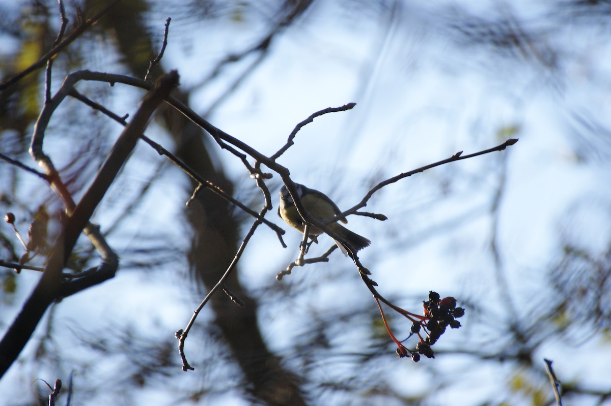 Eurasian Blue Tit - ML646122804