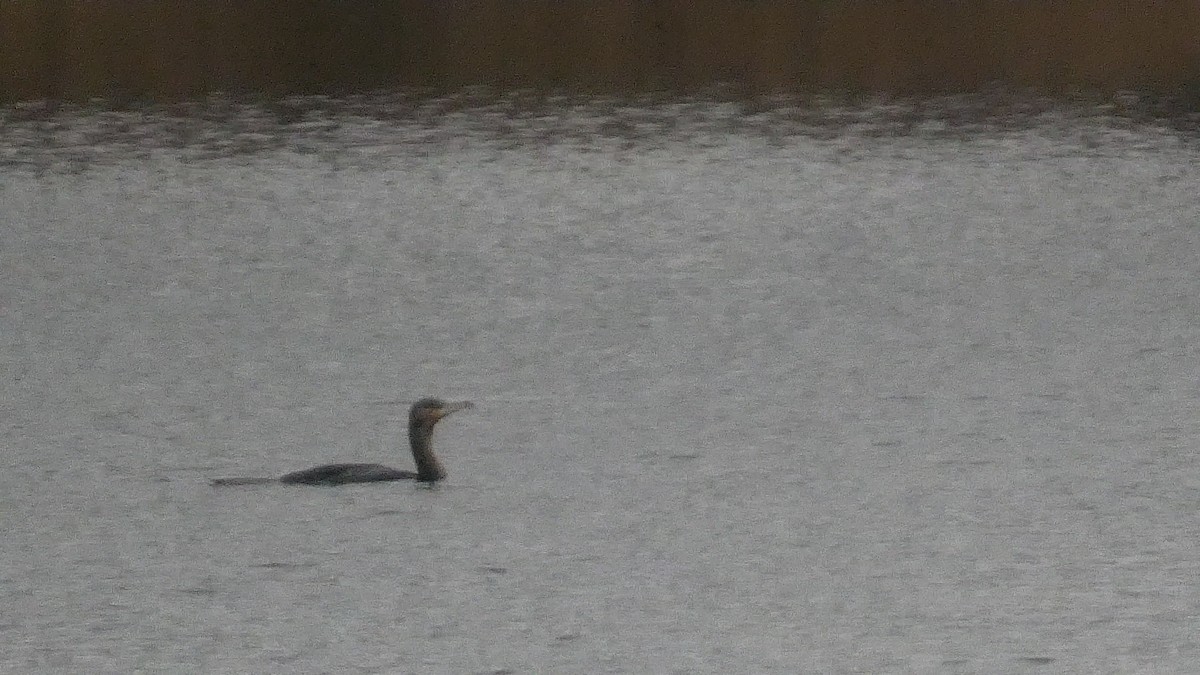 カワウ - ML646122805